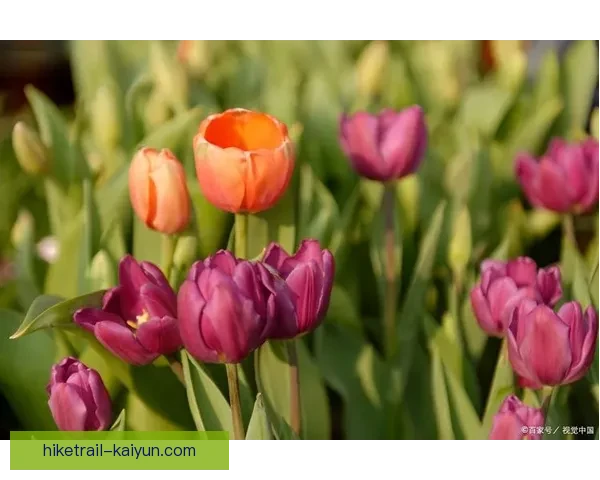 荷兰郁金香足球近期表现稳健，备受期待将迎来新一轮挑战